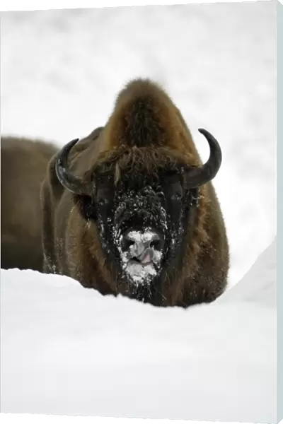 European Bison  /  Wisent - animal in snow, winter Bavaria, Germany