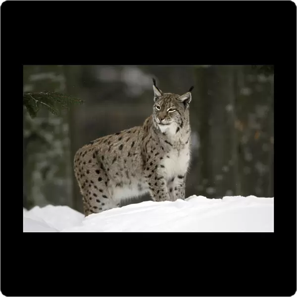 European Lynx - looking alert standing in snow, winter Bavaria, Germany