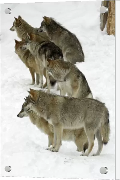 European Wolf - pack of 7 animals looking alert in snow, winter Bavaria, Germany