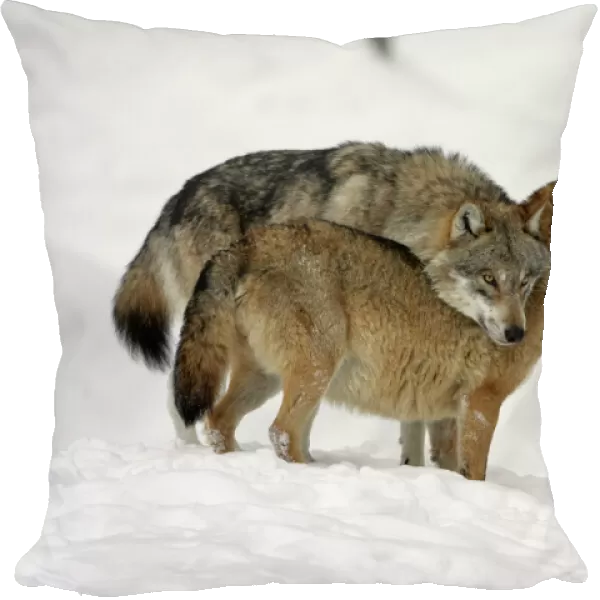 European Wolf- alpha male showing affection towards pack leader, the alpha female, in snow, winter Bavaria, Germany