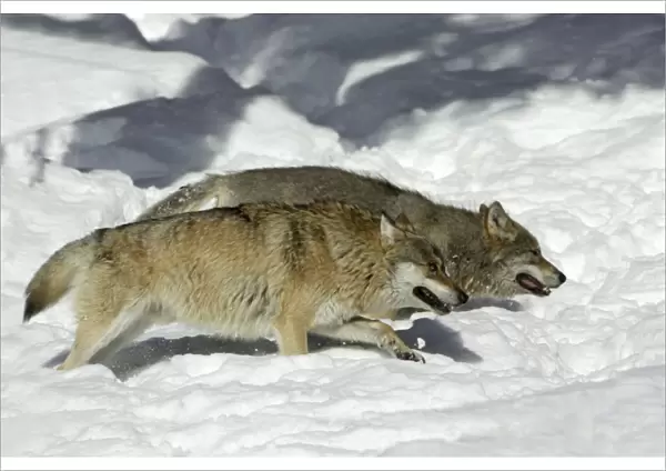 European Wolf- 2 animals hunting in snow, winter Bavaria, Germany