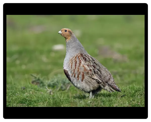 Partridge-male alert on field, Northumberland UK
