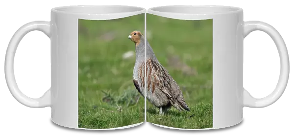 Partridge-male alert on field, Northumberland UK