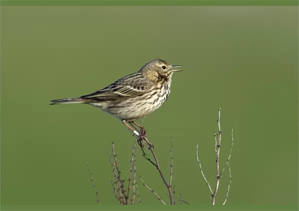 Meadow Pipit-on plant singing, with ring on leg, Northumberland UK