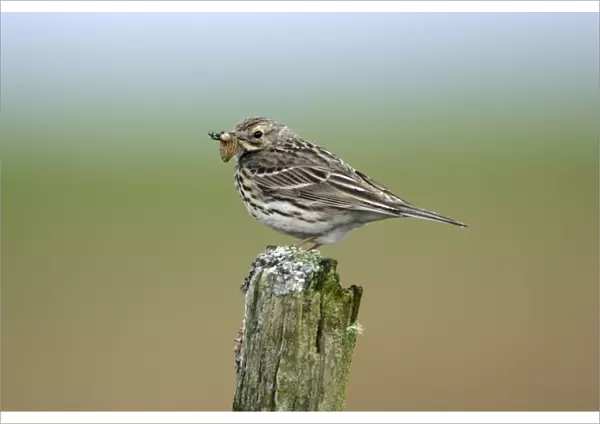 Meadow Pipit-on post with food in bill, Northumberland UK