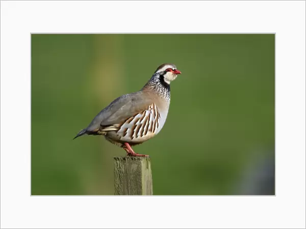Red-Legged Partridge-male calling from fence post, Northumberland UK