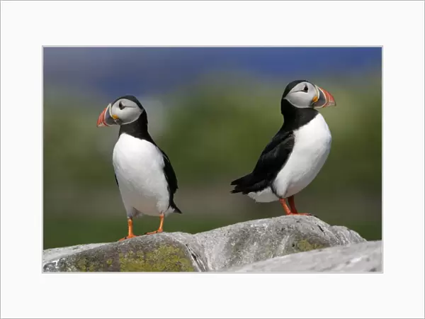 Puffin-pair resting on rock, Farne Isles, Northumberland UK