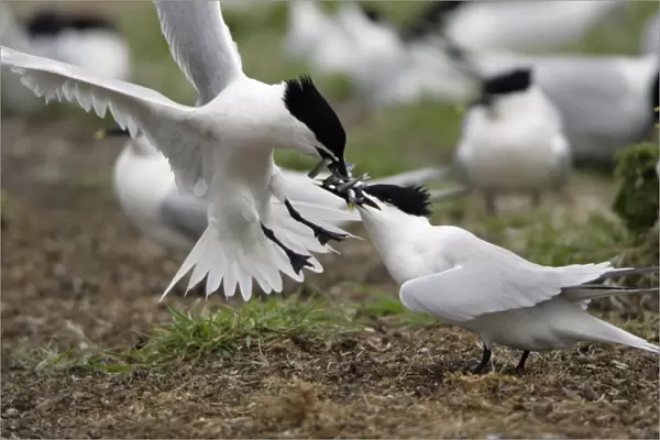 Sandwich Tern-2 birds fighting over sandeels, Farne Isles, Northumberland UK