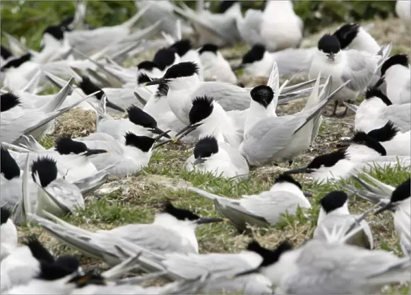 Sandwich Tern-territorial dispute between birds in nesting colony, Farne Isles, Northumberland UK