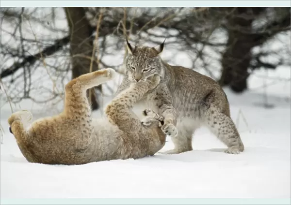 European Lynx - play-fighting