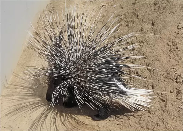 Crested Porcupine - with quills raised in defense position, Emmen, Holland