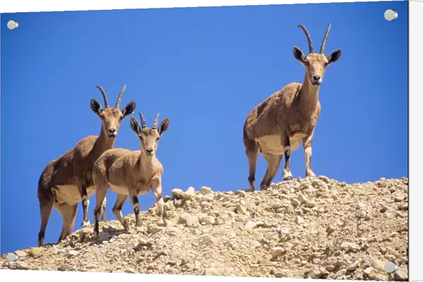 Nubian Ibex - x2 females with young Israel