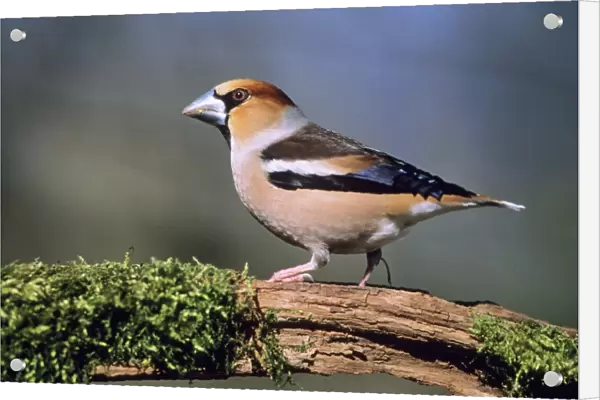 Hawfinch - Male