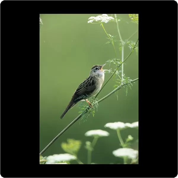 Grasshopper Warbler - singing from perch in wild Angelica
