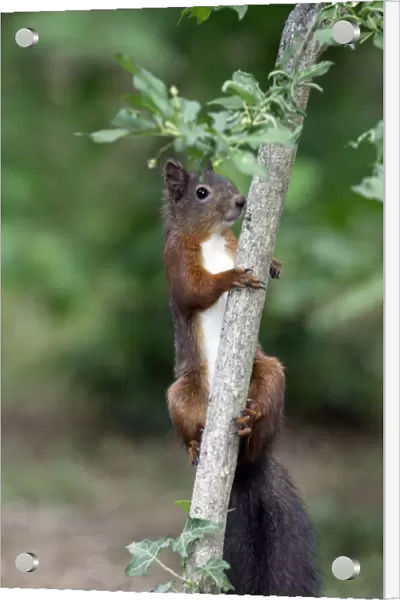 European Red Squirrel - France