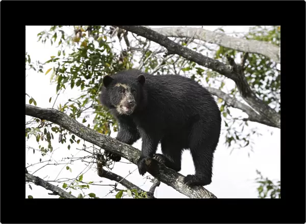 Spectacled Bear - balancing in tree. Venezuela