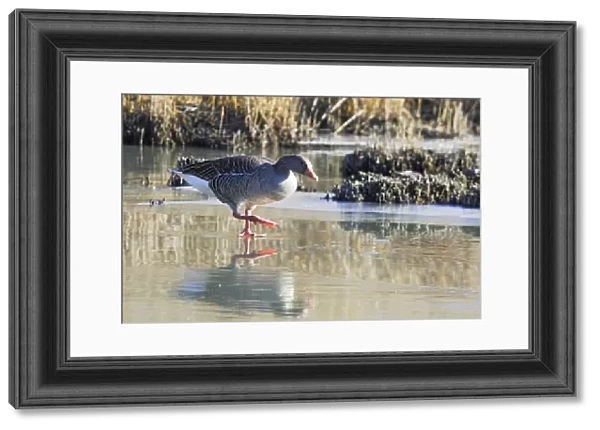 Greylag Goose - walking on frozen pond. Saintes Maries de la Mer - Carmague - France