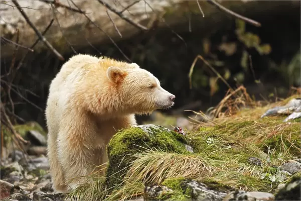 Kermode Bear  /  Spirit Bear - eating Sockeye Salmon. The Tsimshian of northern British Columbia believed that the Kermode bear, a black bear in a white coat, very rare, was lived in by a spirit of a terrible power Island Princess Royal