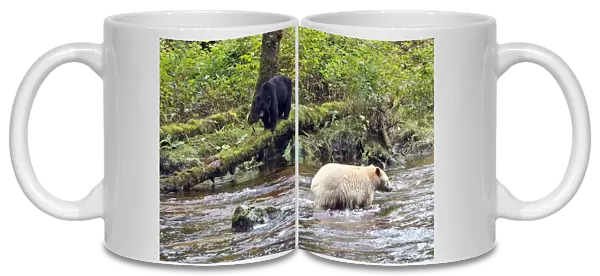Kermode Bear  /  Spirit Bear - with Black bear (Ursus americanus) hunting for Sockeye Salmon. The Tsimshian of northern British Columbia believed that the Kermode bear, a black bear in a white coat, very rare