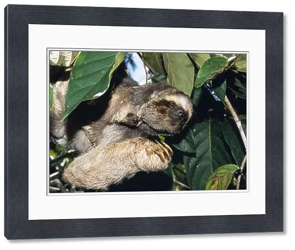 Maned 3-toed Sloth - with young