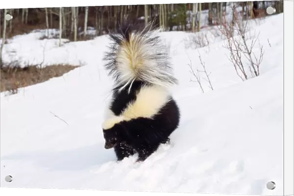Skunk - in snow, winter