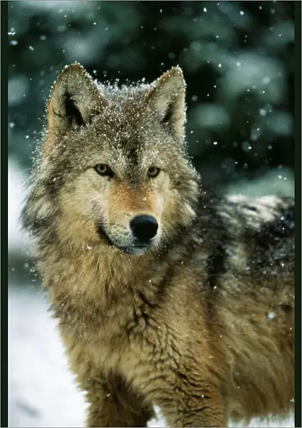 Wolf. WAT-4206. WOLF - in falling snow. Canis lupus