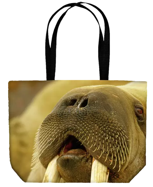 Walrus - large male, mouth open