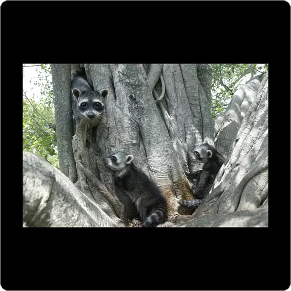 Crab-eating Raccoon - three in tree Llanos, Venezuela