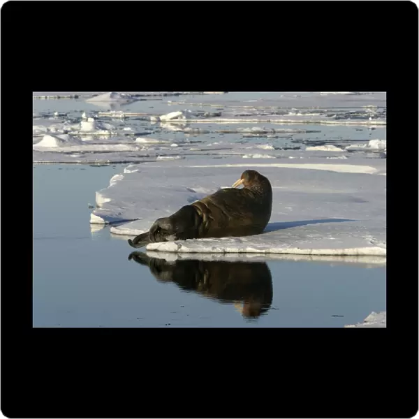 Whiskered  /  Atlantic Walrus - resting on ice