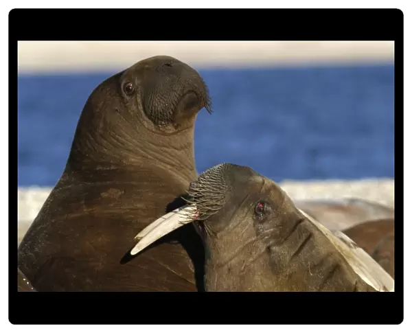 Whiskered  /  Atlantic Walrus - two