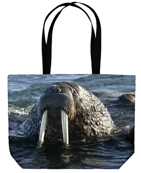 Whiskered  /  Atlantic Walrus - head out of water