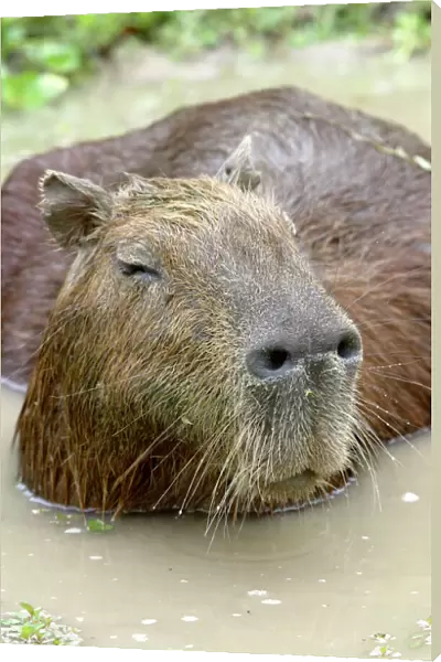 Capybara - in water. Ilanos, Venezuela