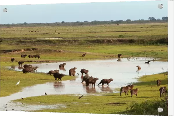 Capybara - group around water. Llanos, Venezuela