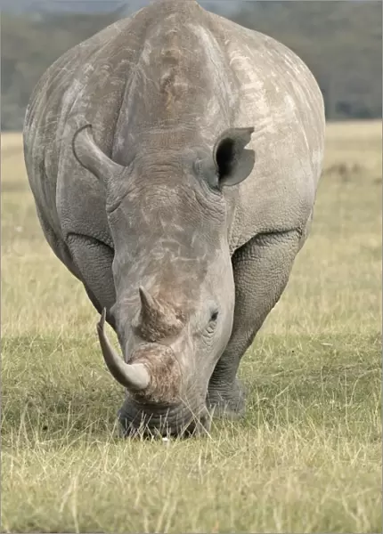 White rhinoceros. Nakuru - Kenya - Africa