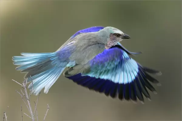 Lilac-breasted Roller - in flight. Kenya - Africa