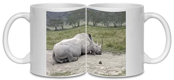 White  /  Square-lipped Rhinoceros - on rolling area. Nakuru - Kenya - Africa