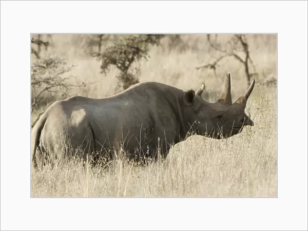 Black  /  Hook-lipped Rhinoceros. Kenya - Africa