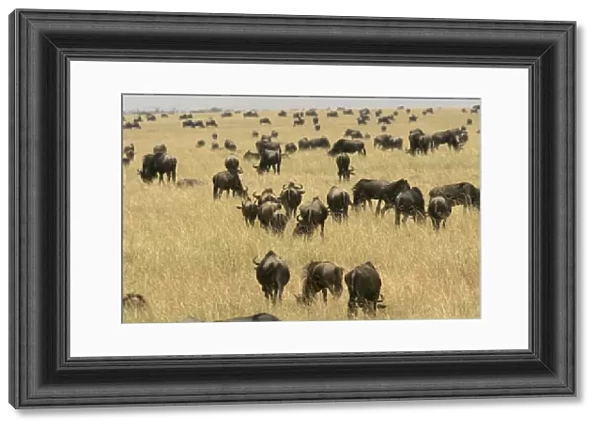 Blue Wildebeest - herd. Maasai Mara National Park - Kenya - Africa