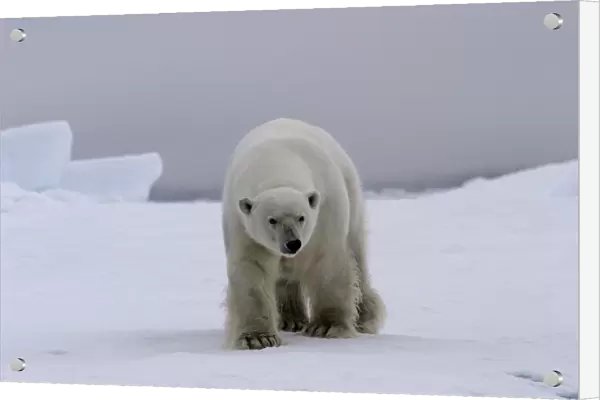 Polar Bear - approaching. Spitzbergen. Svalbard