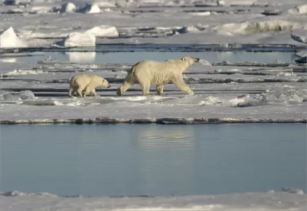Polar Bears - young following adult across ice floes. Spitzbergen. Svalbard