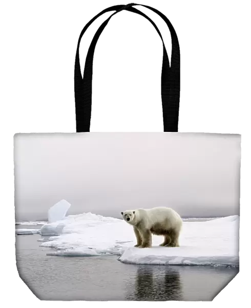 WAT-9636. WAT-9635. Polar Bear - standing at edge of ice floe