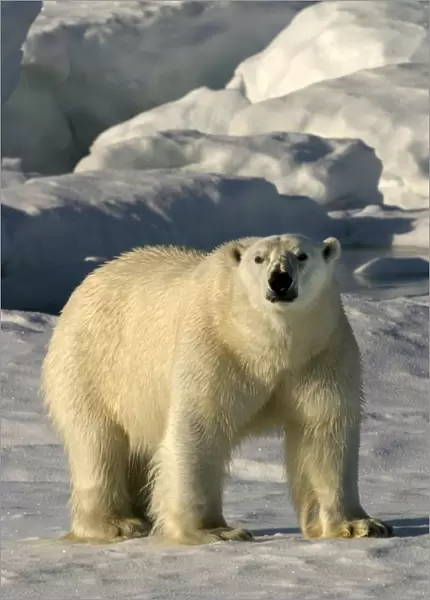 Polar Bear - with wet fur coat. Spitzbergen. Svalbard