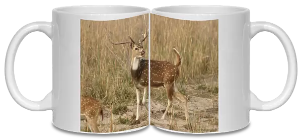 Chital - stag calling Bandhavgarh NP, India Order:Artiodactyla Fm: Cervidae
