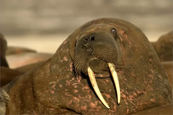 Atlantic  /  Whiskered Walrus - close-up of male, face showing tusks, mouth and whiskers. Note scars on neck. North Spitzbergen. Svalbard