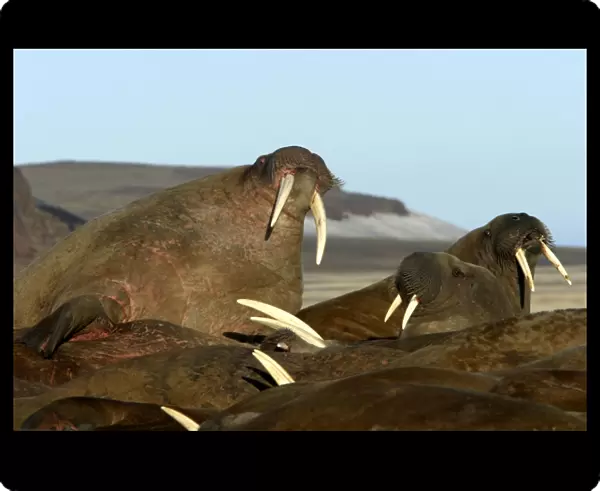 Atlantic  /  Whiskered Walruses - males resting on beach. North Spitzbergen. Svalbard