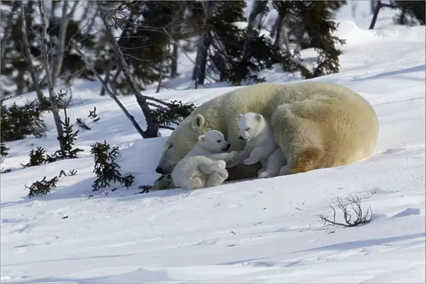 Polar Bear - female and cubs. Babies play fight beside sleeping mother. Churchill. Manitoba. Canada