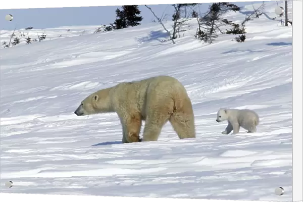 Polar Bear - female with young. Cub following mother through snow landscape. Churchill, Manitoba. Canada