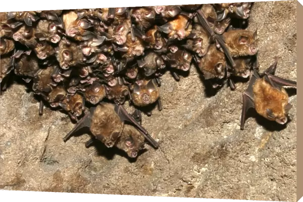 Great Indian Horseshoe Bats - hanging at roost. Bandhavgarh NP, India