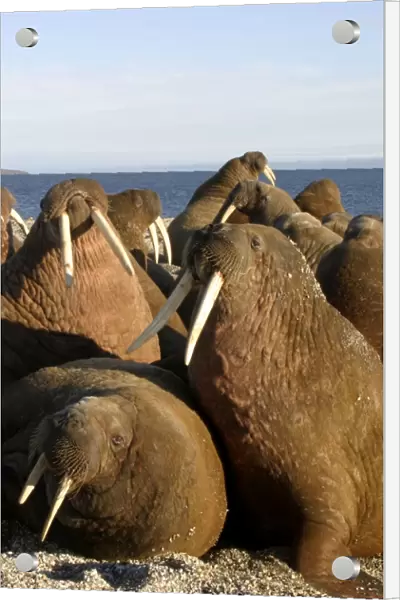 Whiskered  /  Atlantic Walrus - male. North Spitzberg - Svalbard