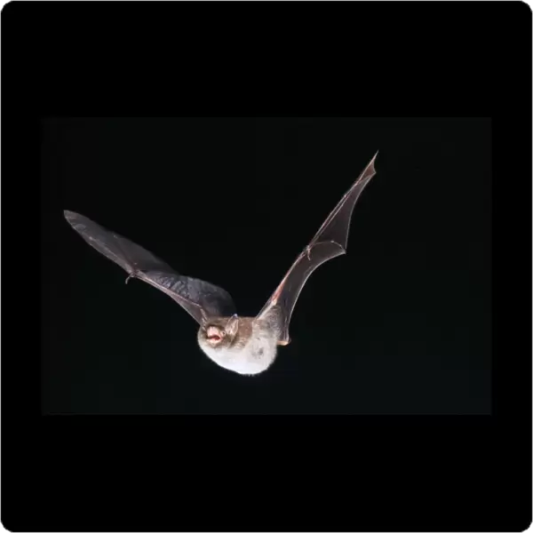 Daubenton's Bat - in flight